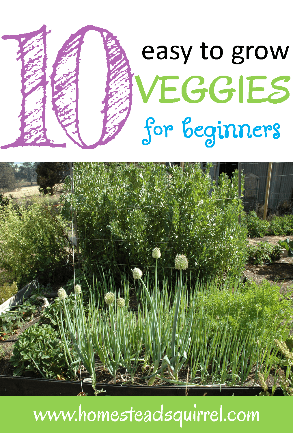 Easy to grow vegetables