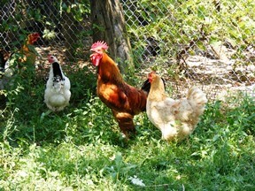 chickens adding poop in the garden
