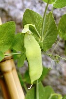 easiest vegetables to grow for beginners - peas