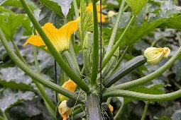easiest vegetables to grow - zucchini