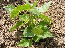 easy to grow vegetables - beans