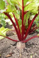 beetroot
