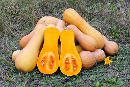 easy to grow vegetables - butternut