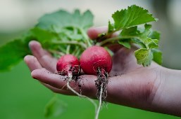 Easy to grow vegetables - radishes
