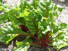 growing vegetables for beginners - silverbeet