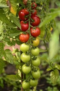 growing vegetables for beginners - cherry tomatoes