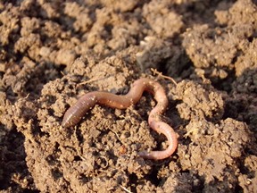 how to make healthy soil