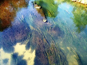 river algae to improve soil
