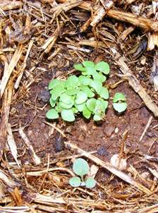 basil seedlings