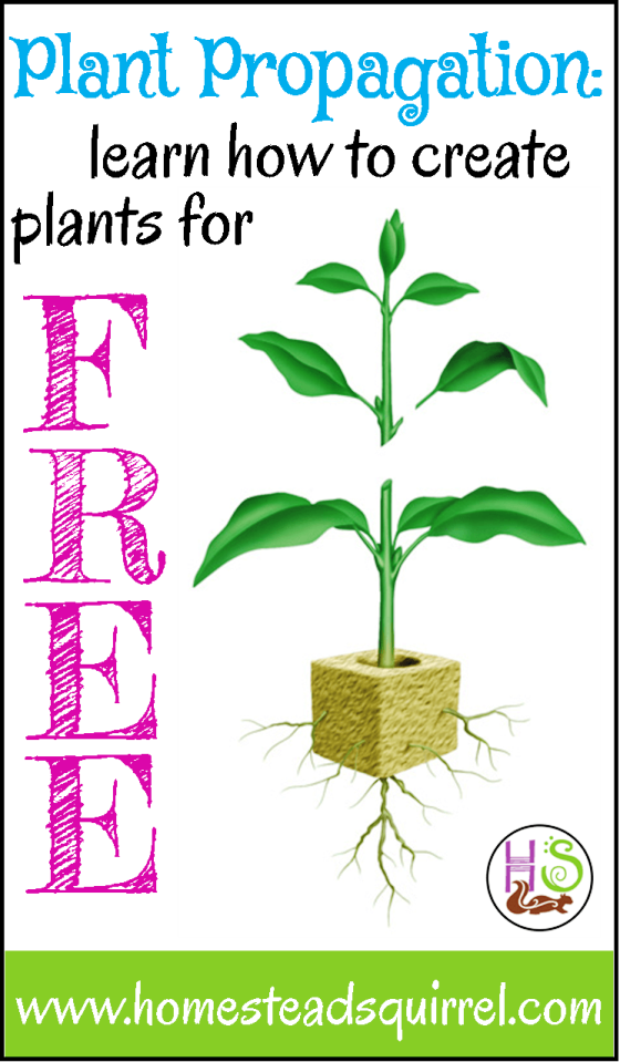 How to get plants for free