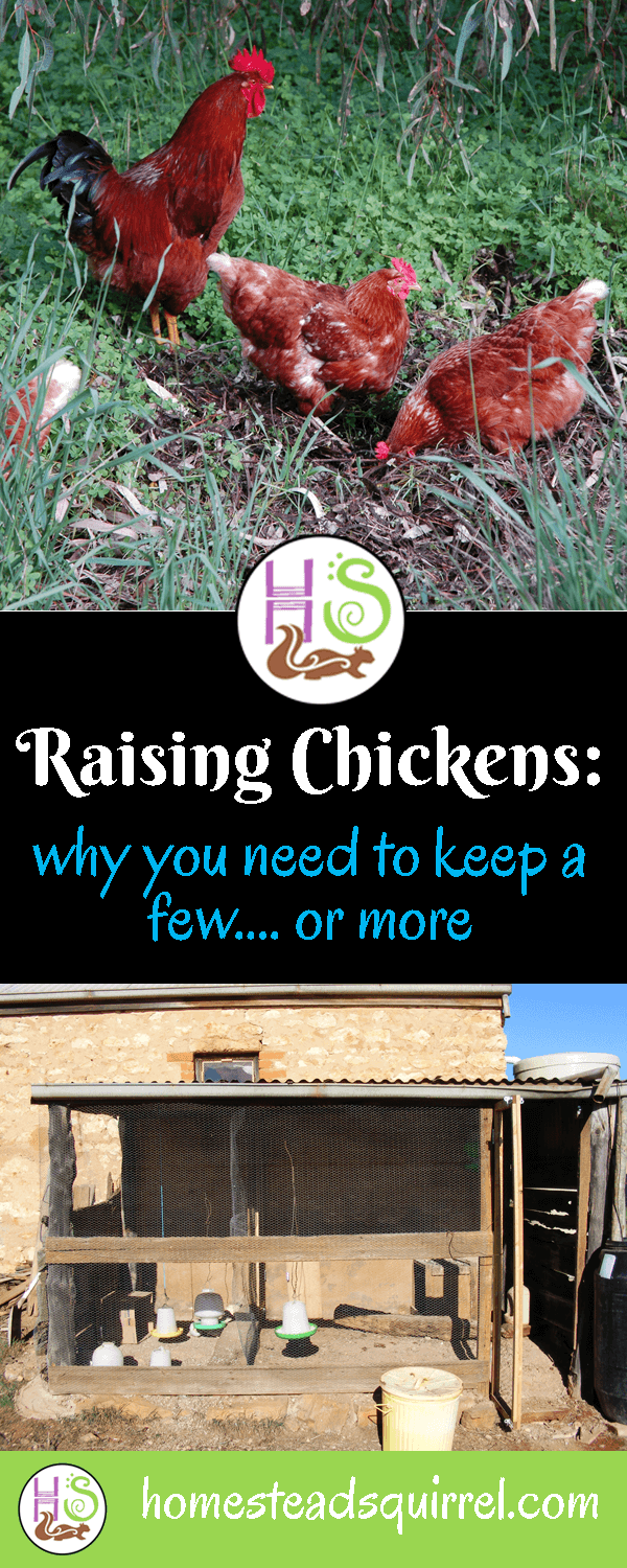 Keeping Chickens