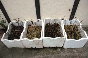 how to get plants for free - hardwood cuttings
