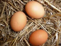is keeping chickens worth it