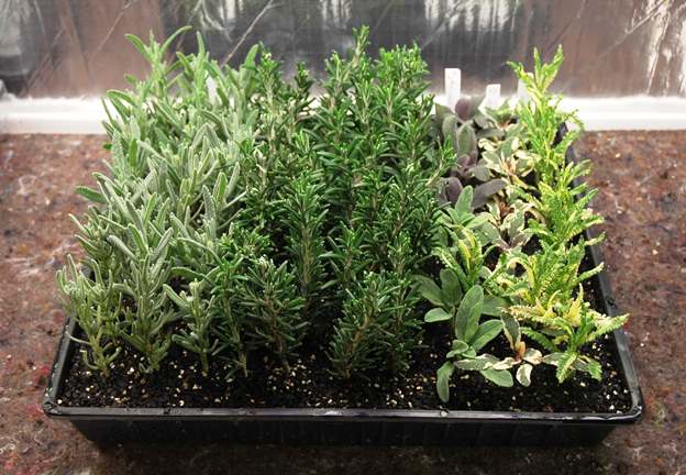 Softwood Cuttings - Simple propagation methods
