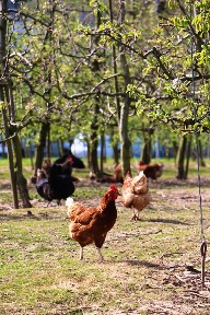 tips for keeping chickens