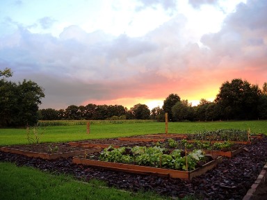 Planning your organic vegetable garden plots