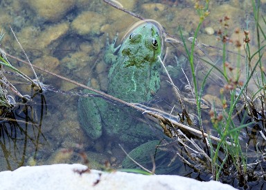 Make a back yard pond to attract pest-eating predators