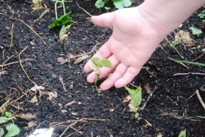 When to start planting your organic vegetable garden