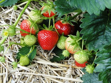 Growing organic strawberries with pea-straw mulch