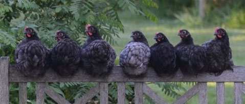 homesteading for beginners